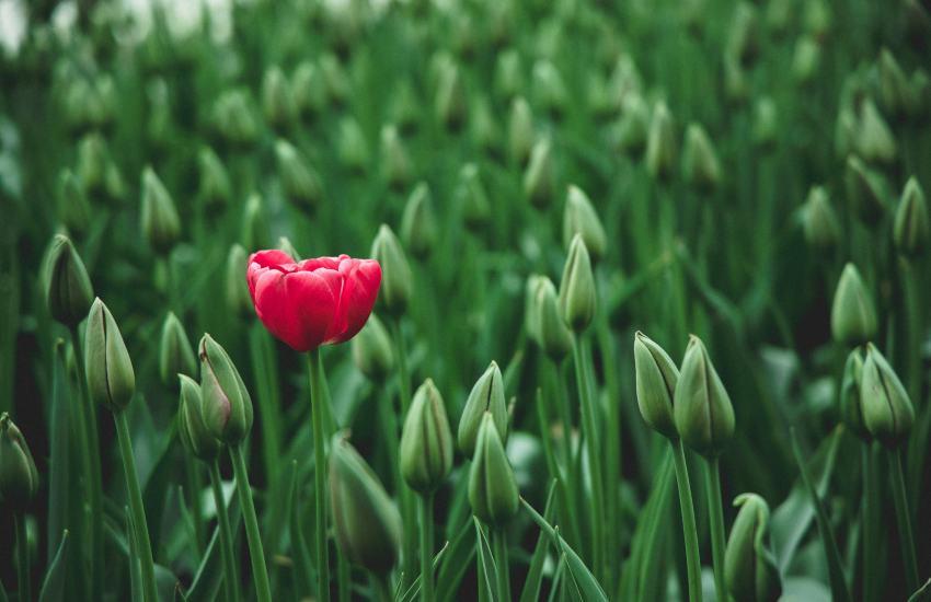 field of tulip buds with one red blooming tulip