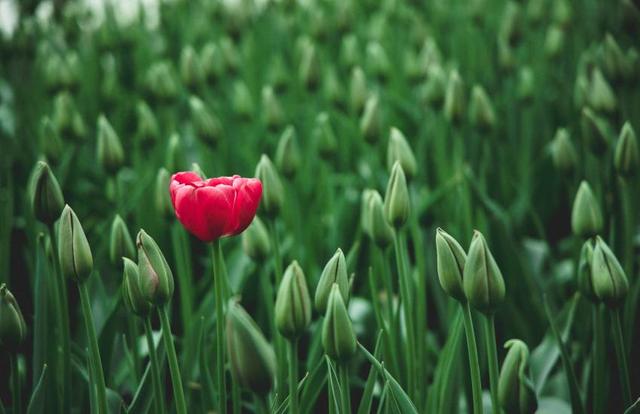 field of tulip buds with one red blooming tulip