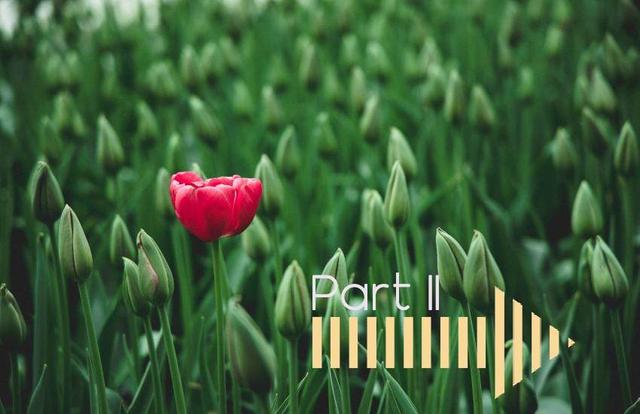 field of tulip buds with one red blooming tulip with part two over top